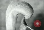 Standbild fleischfressende Cobra Lilien Toledo Ohio USA, 1930, aus Sekunde 28 historischem Filmmaterial Videoclip 65675035101
