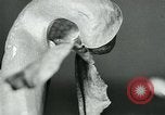 Standbild fleischfressende Cobra Lilien Toledo Ohio USA, 1930, aus Sekunde 29 historischem Filmmaterial Videoclip 65675035101