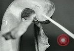 Standbild fleischfressende Cobra Lilien Toledo Ohio USA, 1930, aus Sekunde 30 historischem Filmmaterial Videoclip 65675035101