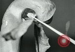 Standbild fleischfressende Cobra Lilien Toledo Ohio USA, 1930, aus Sekunde 31 historischem Filmmaterial Videoclip 65675035101