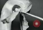 Standbild fleischfressende Cobra Lilien Toledo Ohio USA, 1930, aus Sekunde 32 historischem Filmmaterial Videoclip 65675035101