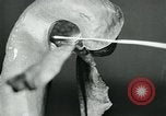 Standbild fleischfressende Cobra Lilien Toledo Ohio USA, 1930, aus Sekunde 33 historischem Filmmaterial Videoclip 65675035101