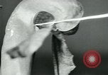 Standbild fleischfressende Cobra Lilien Toledo Ohio USA, 1930, aus Sekunde 34 historischem Filmmaterial Videoclip 65675035101