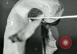 Standbild fleischfressende Cobra Lilien Toledo Ohio USA, 1930, aus Sekunde 36 historischem Filmmaterial Videoclip 65675035101