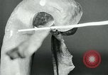 Standbild fleischfressende Cobra Lilien Toledo Ohio USA, 1930, aus Sekunde 37 historischem Filmmaterial Videoclip 65675035101