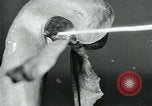 Standbild fleischfressende Cobra Lilien Toledo Ohio USA, 1930, aus Sekunde 38 historischem Filmmaterial Videoclip 65675035101
