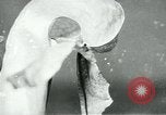 Standbild fleischfressende Cobra Lilien Toledo Ohio USA, 1930, aus Sekunde 39 historischem Filmmaterial Videoclip 65675035101