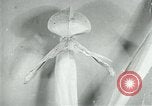 Standbild fleischfressende Cobra Lilien Toledo Ohio USA, 1930, aus Sekunde 40 historischem Filmmaterial Videoclip 65675035101
