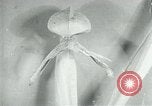 Standbild fleischfressende Cobra Lilien Toledo Ohio USA, 1930, aus Sekunde 41 historischem Filmmaterial Videoclip 65675035101