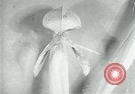 Standbild fleischfressende Cobra Lilien Toledo Ohio USA, 1930, aus Sekunde 43 historischem Filmmaterial Videoclip 65675035101