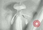 Standbild fleischfressende Cobra Lilien Toledo Ohio USA, 1930, aus Sekunde 44 historischem Filmmaterial Videoclip 65675035101