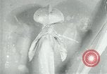 Standbild fleischfressende Cobra Lilien Toledo Ohio USA, 1930, aus Sekunde 45 historischem Filmmaterial Videoclip 65675035101