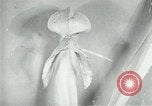 Standbild fleischfressende Cobra Lilien Toledo Ohio USA, 1930, aus Sekunde 46 historischem Filmmaterial Videoclip 65675035101