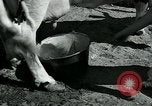Immagine di Donne americane Pomona California USA, 1931, secondo 21 filmato di repertorio 65675035119