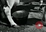 Immagine di Donne americane Pomona California USA, 1931, secondo 22 filmato di repertorio 65675035119