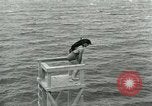 Image of dog athlete Seattle Washington USA, 1931, second 39 stock footage video 65675035128