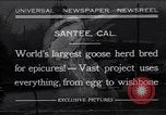 Standbild Gans Herde Santee California USA, 1932, aus Sekunde 1 historischem Filmmaterial Videoclip 65675035145