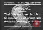 Standbild Gans Herde Santee California USA, 1932, aus Sekunde 6 historischem Filmmaterial Videoclip 65675035145