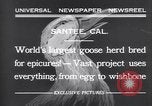 Standbild Gans Herde Santee California USA, 1932, aus Sekunde 9 historischem Filmmaterial Videoclip 65675035145