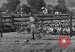 Standbild Gans Herde Santee California USA, 1932, aus Sekunde 16 historischem Filmmaterial Videoclip 65675035145
