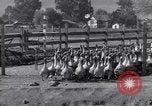 Standbild Gans Herde Santee California USA, 1932, aus Sekunde 19 historischem Filmmaterial Videoclip 65675035145