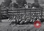 Standbild Gans Herde Santee California USA, 1932, aus Sekunde 20 historischem Filmmaterial Videoclip 65675035145