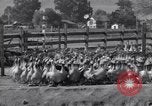 Standbild Gans Herde Santee California USA, 1932, aus Sekunde 21 historischem Filmmaterial Videoclip 65675035145