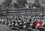 Standbild Gans Herde Santee California USA, 1932, aus Sekunde 22 historischem Filmmaterial Videoclip 65675035145