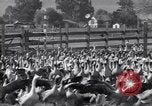 Standbild Gans Herde Santee California USA, 1932, aus Sekunde 24 historischem Filmmaterial Videoclip 65675035145