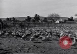 Standbild Gans Herde Santee California USA, 1932, aus Sekunde 26 historischem Filmmaterial Videoclip 65675035145