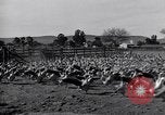 Standbild Gans Herde Santee California USA, 1932, aus Sekunde 27 historischem Filmmaterial Videoclip 65675035145