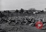 Standbild Gans Herde Santee California USA, 1932, aus Sekunde 28 historischem Filmmaterial Videoclip 65675035145