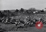 Standbild Gans Herde Santee California USA, 1932, aus Sekunde 29 historischem Filmmaterial Videoclip 65675035145