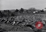 Standbild Gans Herde Santee California USA, 1932, aus Sekunde 30 historischem Filmmaterial Videoclip 65675035145