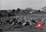Standbild Gans Herde Santee California USA, 1932, aus Sekunde 31 historischem Filmmaterial Videoclip 65675035145