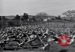 Standbild Gans Herde Santee California USA, 1932, aus Sekunde 32 historischem Filmmaterial Videoclip 65675035145