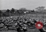 Standbild Gans Herde Santee California USA, 1932, aus Sekunde 33 historischem Filmmaterial Videoclip 65675035145
