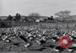 Standbild Gans Herde Santee California USA, 1932, aus Sekunde 34 historischem Filmmaterial Videoclip 65675035145