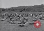 Standbild Gans Herde Santee California USA, 1932, aus Sekunde 35 historischem Filmmaterial Videoclip 65675035145