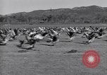 Standbild Gans Herde Santee California USA, 1932, aus Sekunde 37 historischem Filmmaterial Videoclip 65675035145