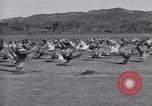 Standbild Gans Herde Santee California USA, 1932, aus Sekunde 38 historischem Filmmaterial Videoclip 65675035145