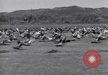 Standbild Gans Herde Santee California USA, 1932, aus Sekunde 39 historischem Filmmaterial Videoclip 65675035145