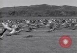 Standbild Gans Herde Santee California USA, 1932, aus Sekunde 40 historischem Filmmaterial Videoclip 65675035145