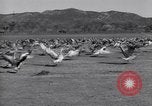 Standbild Gans Herde Santee California USA, 1932, aus Sekunde 41 historischem Filmmaterial Videoclip 65675035145