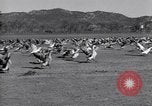 Standbild Gans Herde Santee California USA, 1932, aus Sekunde 42 historischem Filmmaterial Videoclip 65675035145