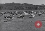 Standbild Gans Herde Santee California USA, 1932, aus Sekunde 43 historischem Filmmaterial Videoclip 65675035145