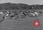 Standbild Gans Herde Santee California USA, 1932, aus Sekunde 44 historischem Filmmaterial Videoclip 65675035145