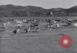 Standbild Gans Herde Santee California USA, 1932, aus Sekunde 45 historischem Filmmaterial Videoclip 65675035145