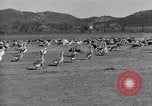 Standbild Gans Herde Santee California USA, 1932, aus Sekunde 46 historischem Filmmaterial Videoclip 65675035145
