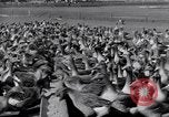 Standbild Gans Herde Santee California USA, 1932, aus Sekunde 53 historischem Filmmaterial Videoclip 65675035145
